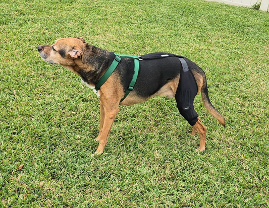 Dog Knee Brace vs. Surgery: Making the Best Choice for Your Pet