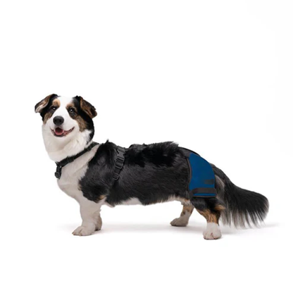 Hip Brace for Dogs