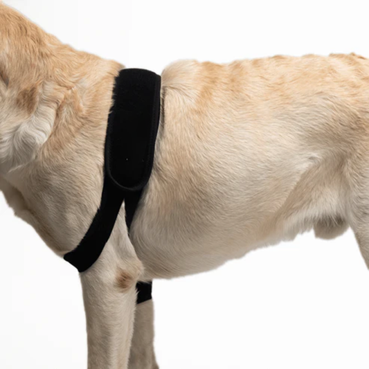 Elbow Brace for Dogs - Improves Mobility (Joint Support)