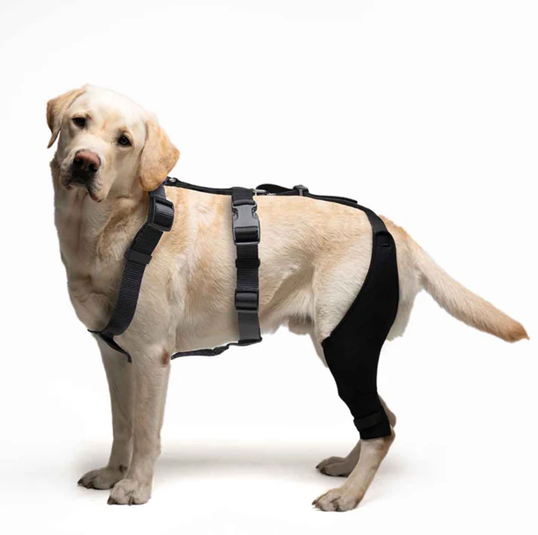 Knee Brace for Dogs - Cruciate Support