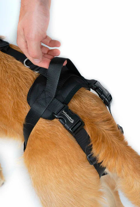 Dog Support Harness