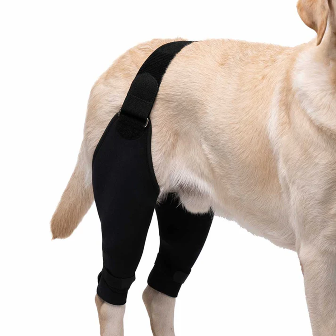 Double Knee Brace for Dogs - Cruciate Support & Pain Relief